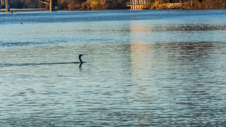 Ducks swimming in a river at the golden hour and sunsetの写真素材