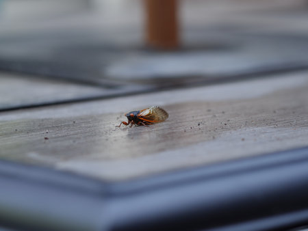 A closeup of a cicada on a roof.の写真素材