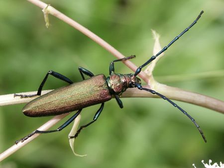 Grand Capricorne, Cerambyx Cerdo, sur des branches d'angéliqueの写真素材