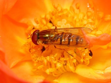 Marmelade Fly (Episyrphus balteatus) in the of a rose