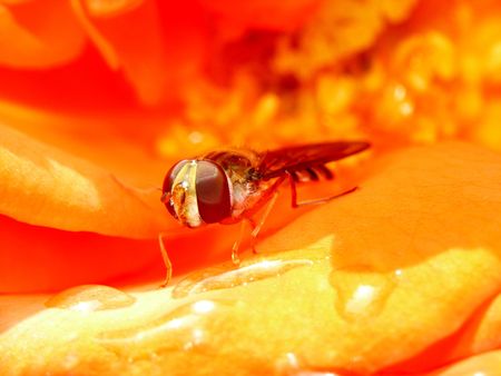 Marmelade Fly (Episyrphus balteatus) in the of a rose