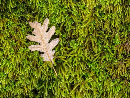 fallen leaf on mossy ground in autumnの写真素材