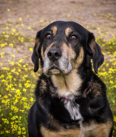 dog portrait with yellow flowers background