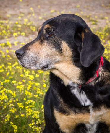 dog portrait with yellow flowers backgroundの写真素材