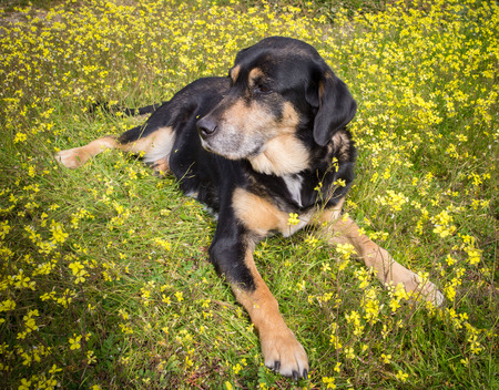 dog lying on yellow flowers in springの写真素材