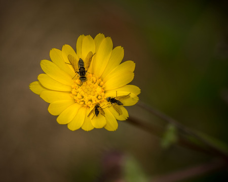 yellow flower with flies in spring, close upの写真素材