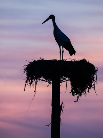 silhouette of stork and nest with a nice sunset (ciconia ciconia)の写真素材