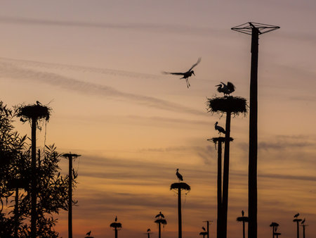 silhouette of stork perching in the nest with a beautiful sunset (ciconia ciconia)の写真素材