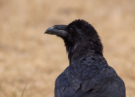 raven portrait (Corvus corax)の写真素材