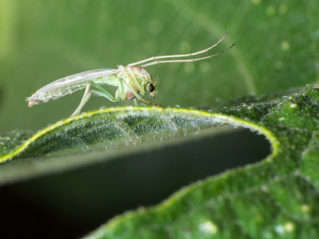 crane fly on green background. tipula oleraceaの写真素材