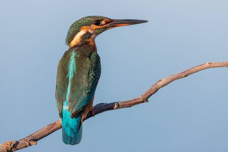 female kingfisher perched on a branch on a blue background. alcedo atthisの写真素材
