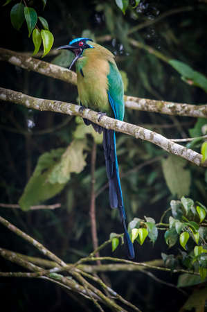 momotus momota is the name of this type of bird present in Colombia.