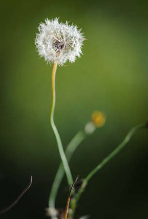 Flowers always add color to life