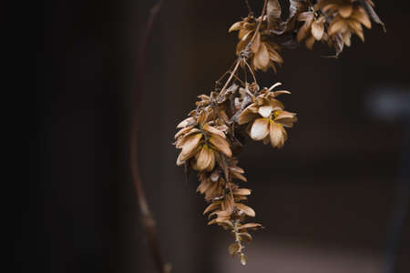 Dry Hop Branch in Autumnの写真素材