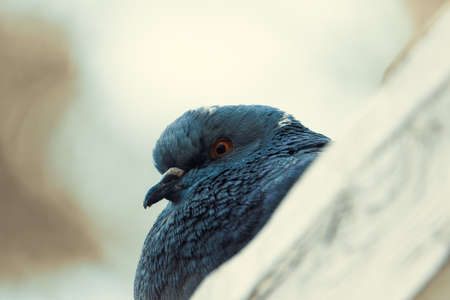 Gloomy dove sits on the roof