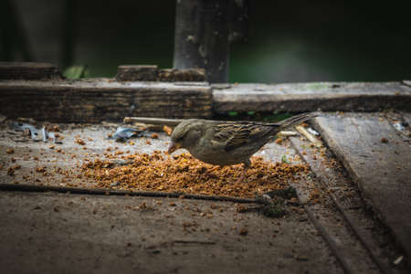 Bird eats crumbs from a feeding troughの写真素材