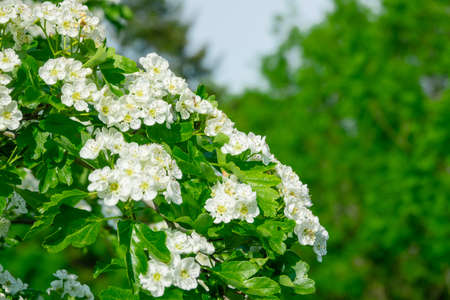 Beautiful flowers growing on a treeの写真素材