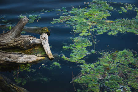 An old log among the mud in a pondの写真素材
