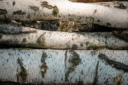 Trunks of birches lie on the groundの写真素材