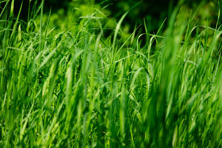Tall young green grassの写真素材
