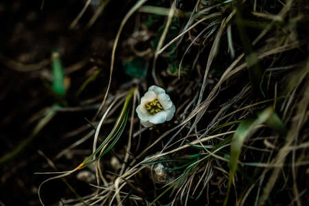 Mountain white flower