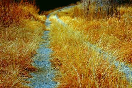 Golden Pathの写真素材