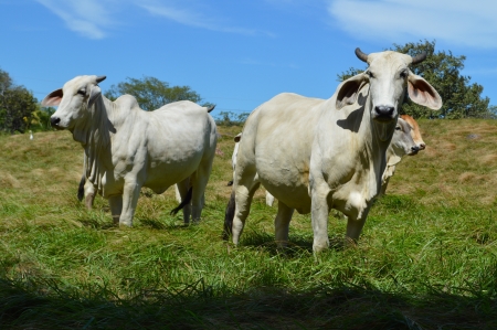 Cows の写真素材