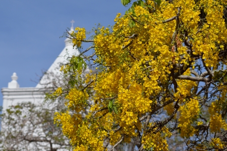 Yellow bark tree in the gardens of the Parish of the Immaculate Conception of Mary in Heredia, Costa Ricaの写真素材