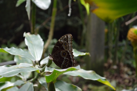 In the vibrant life of a butterfly, it s time to eat and rest showing the shape and color of its wingsの写真素材