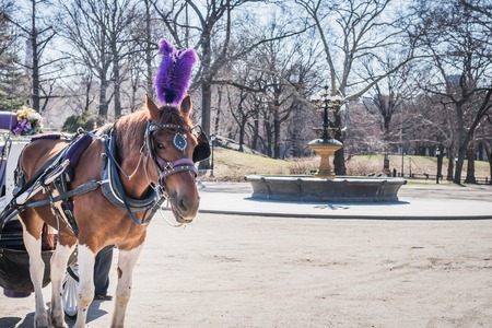 Royal horse carriage rides at Central Park on the fountain square with branches of bare trees under a late winter sun in NYの写真素材