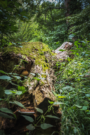Stump of a frothy tree trunk isolated in the vegetation of the lush forestの写真素材