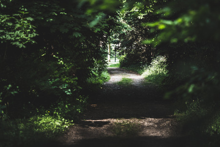 Moody path leading from the shadow to the light in the forest in woodlandの写真素材