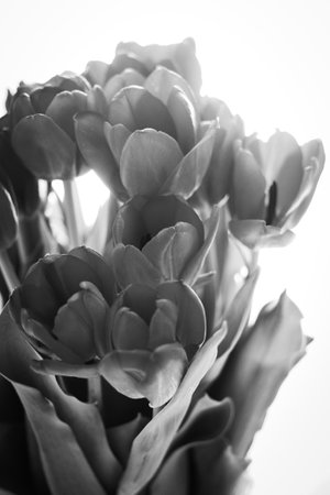 Bouquet of spring tulips in black and white - Fair weather flowersの写真素材