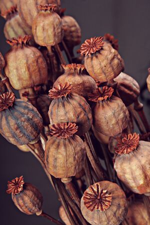 red Opium capsules close upの写真素材