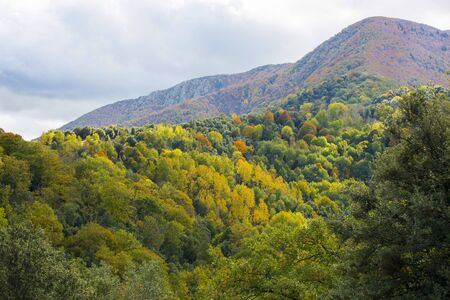 Autumn falling leaves colorful leaf Fall Autumn Forest landscape