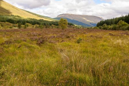 Field with grass pine trees and mountains in a summer and cloudy day in Highlands, Scotland