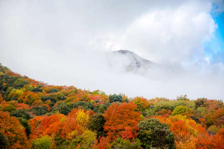 Forest with fog in an Autumn landscape with colorful treesの写真素材