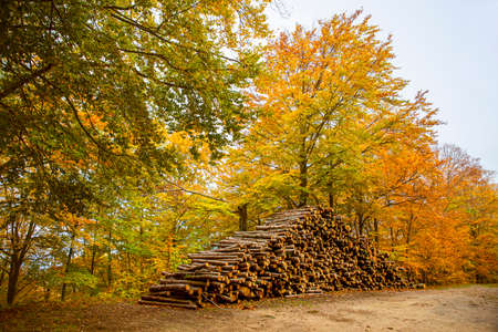Stacked wood in an Autumn landscape with colorful treesの写真素材