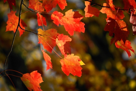 Close-up of Autumn Leaves on Tree