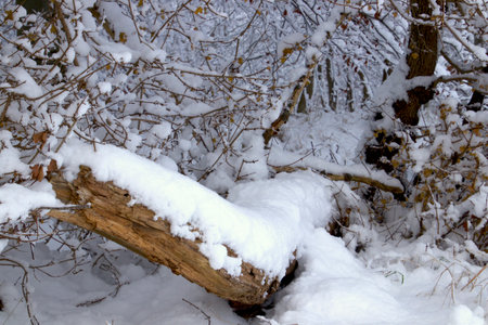 Tree trunk in the snow  nearby the forestの写真素材