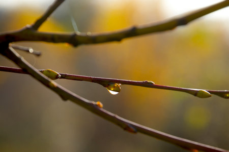 Water drop on a flower bud so adventureusの写真素材