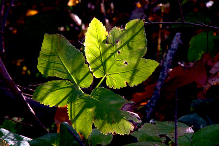 Autumn leaves with shadows from branches