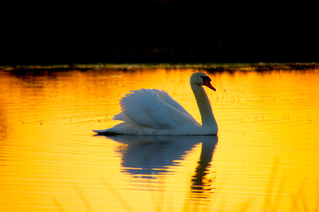 swan on the lake at sunset, swans on the lake, nature series Lonely swan in the sunset so beautifulの写真素材