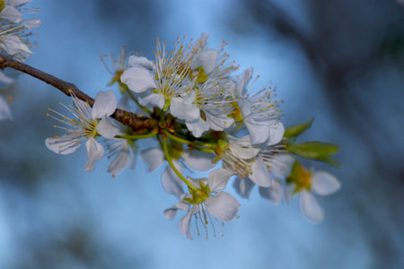 Spring flowers with beautiful blue background in April