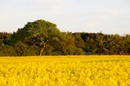 Old tree by the canola field in springtimeの写真素材