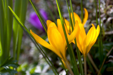 Yellow flowers from green conversion in springtimeの写真素材