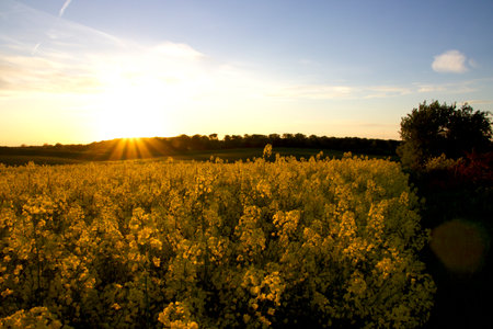 Sun on the field dressed in yellow so lovelyの写真素材