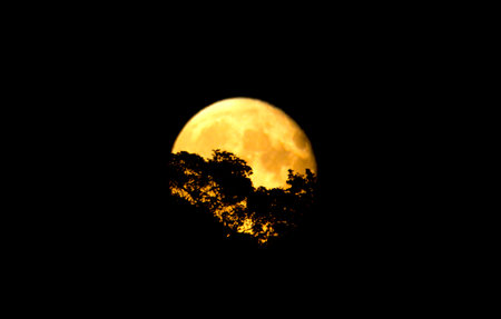 Yellow orange super moon behind the tree on a dark nightの写真素材