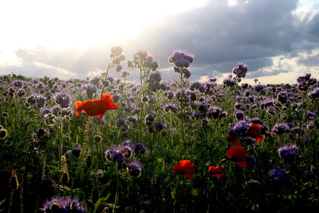 A Bloming Daydream in the summer sunの写真素材