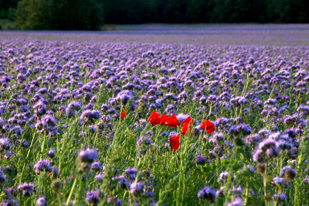 Small group of red poppies among honeysuckle so colorfulの写真素材